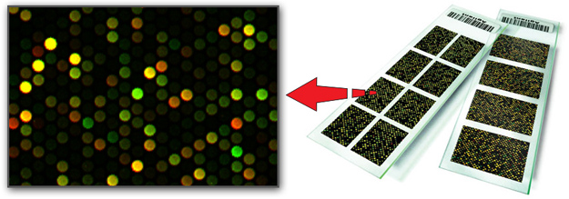 acgh zoom in photo microarray pgs